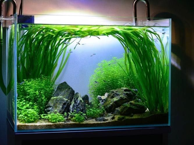 龍魚缸造景圖片高清