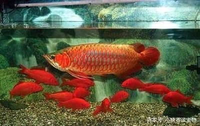 三年金龍魚能長到多大（金龍魚生長速度相對較慢，需要較長的時間才能發育成熟）