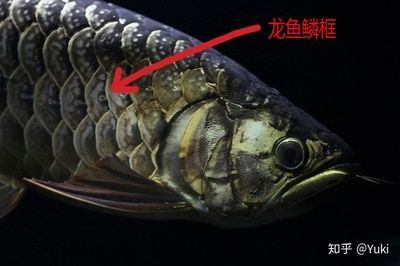 龍魚的魚鱗掉了一個可以恢復嗎：龍魚的魚鱗掉了一片鱗掉了一片鱗多久能長出來嗎