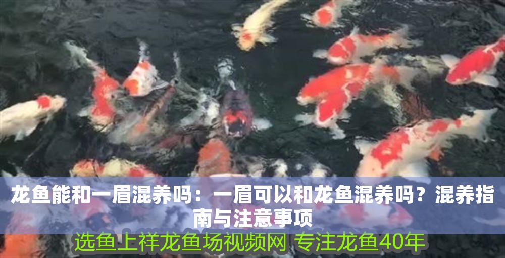 龍魚能和一眉混養嗎：一眉可以和龍魚混養嗎？混養指南與注意事項
