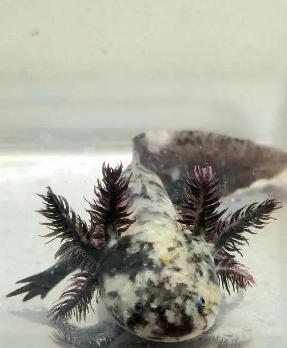 龍魚尾巴上翹怎么辦啊