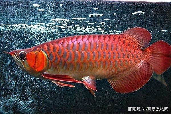 龍魚尾巴上翹怎么辦啊