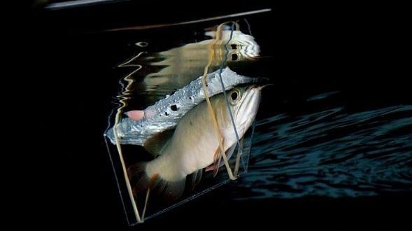 龍魚尾巴上翹怎么辦啊