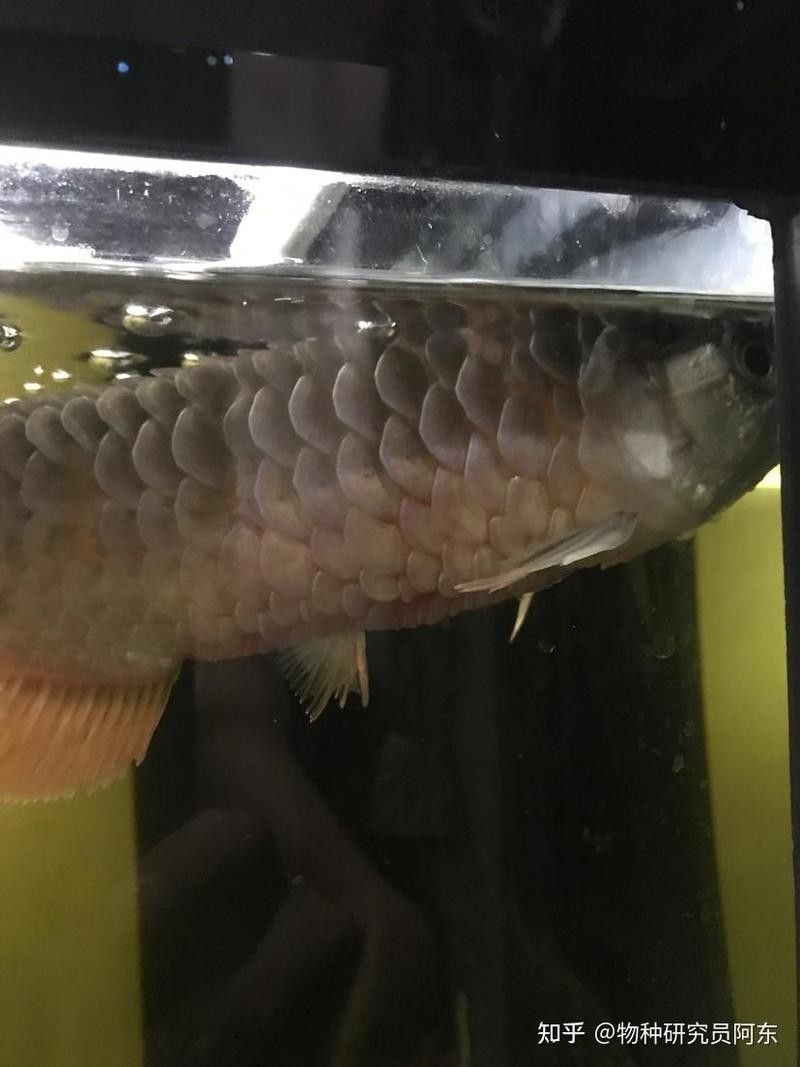 龍魚尾巴上翹怎么辦啊