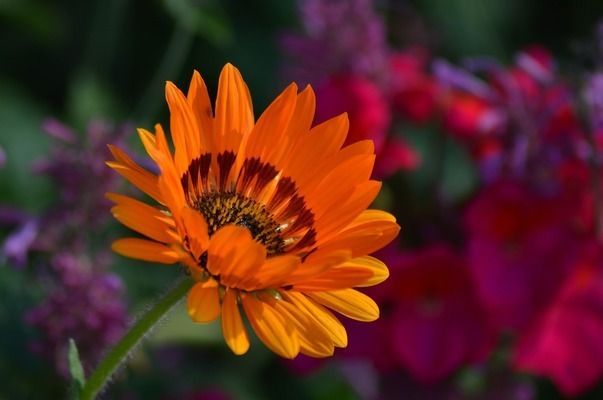 紅老虎魚人工飼料品牌推薦：紅老虎魚人工飼料選擇