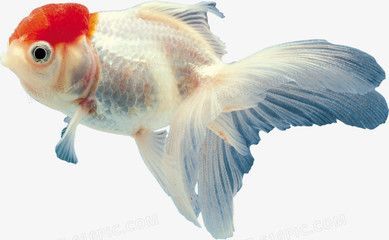 金魚可以和龍魚一起養(yǎng)嗎：金龍魚可以和龍魚一起養(yǎng)嗎？