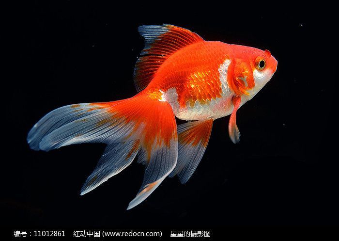 金魚可以和龍魚一起養(yǎng)嗎：金龍魚可以和龍魚一起養(yǎng)嗎？