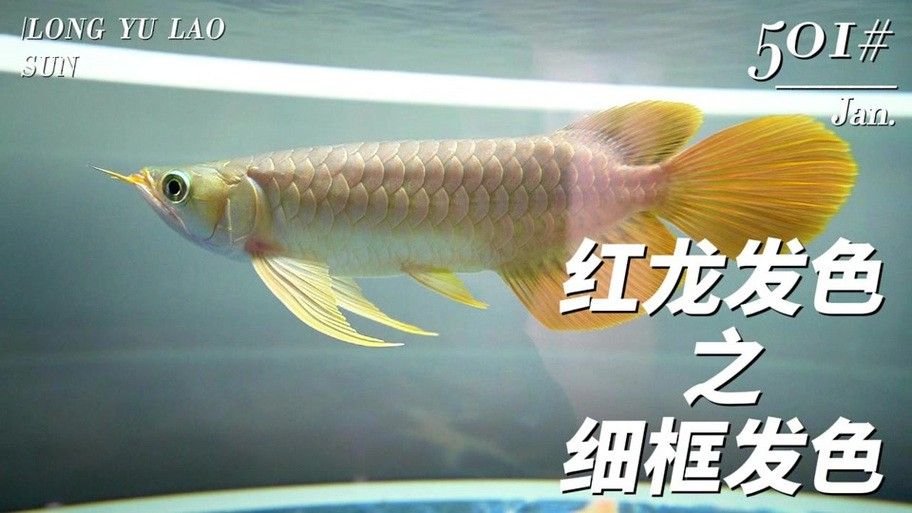 紅龍魚品牌等級分類圖片及價(jià)格大全