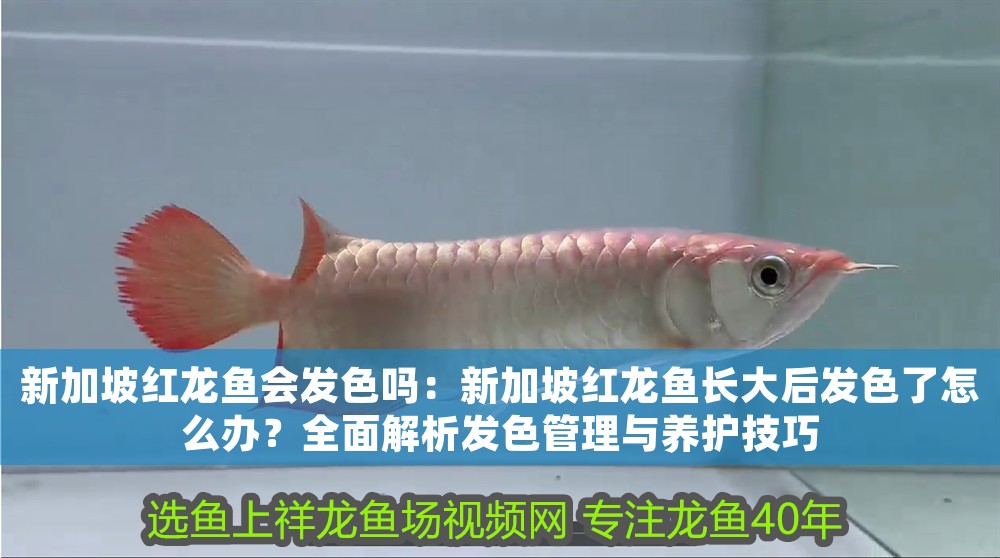 新加坡紅龍魚會發色嗎：新加坡紅龍魚長大后發色了怎么辦？全面解析發色管理與養護技巧