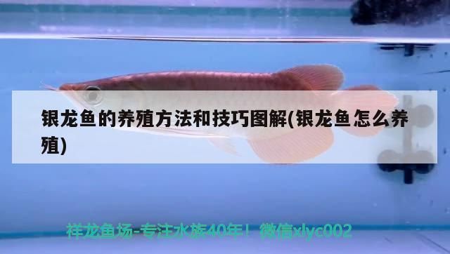 銀龍魚苗水質監測方法：銀龍魚苗養殖水質監測方法