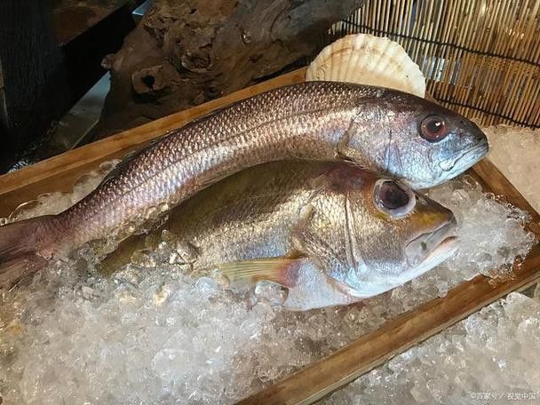 杜龍魚是海魚嗎圖片