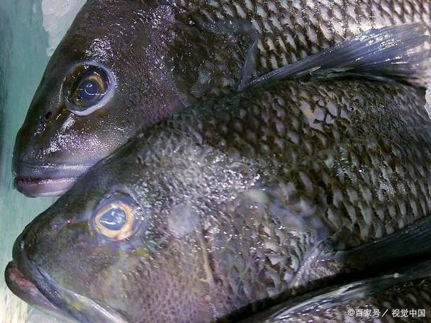 杜龍魚是海魚嗎圖片