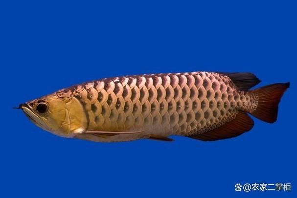 杜龍魚是海魚嗎圖片