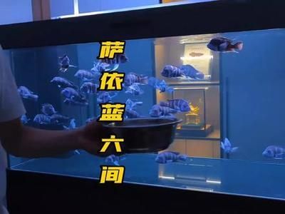 薩伊藍配龍魚（薩伊藍和龍魚可以混養嗎？）