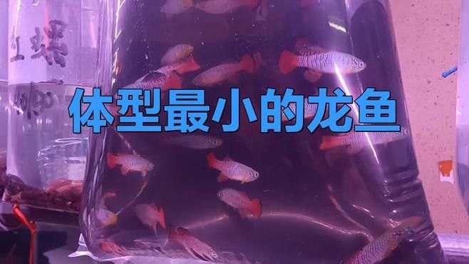 小龍魚多少錢一條