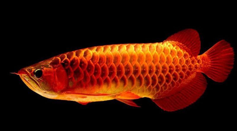 小龍魚多少錢一條
