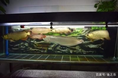 龍魚吃的蝦頭怎樣剪，龍魚蝦頭怎樣剪：龍魚吃的蝦頭怎樣剪，