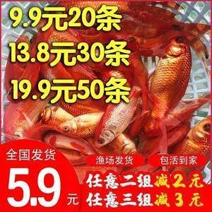 紅龍魚十大漁場排名第一馬來西亞祥龍魚場排名第一：紅龍魚十大漁場排名