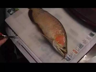 龍魚肚子里的卵死在了肚子里：龍魚的卵在孵化過程中死亡