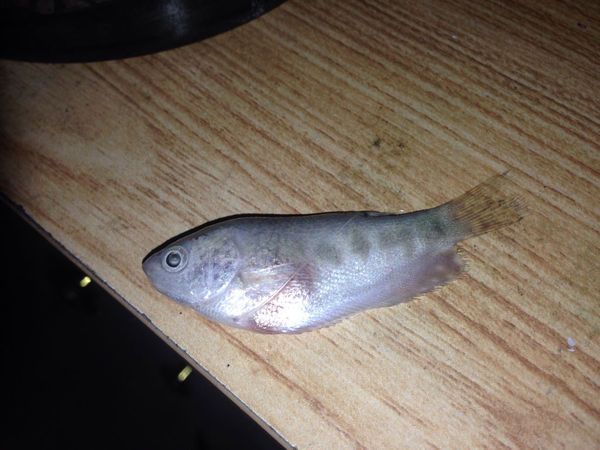 龍魚肚子里的卵死在了肚子里：龍魚的卵在孵化過程中死亡