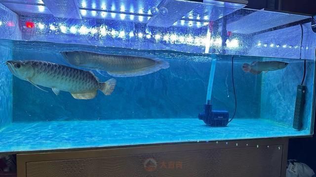 龍魚論壇網頁版入口