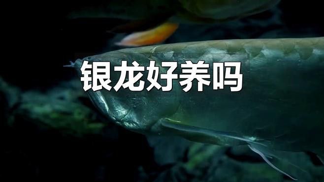 新手養(yǎng)銀龍魚怎么養(yǎng)水質(zhì)好