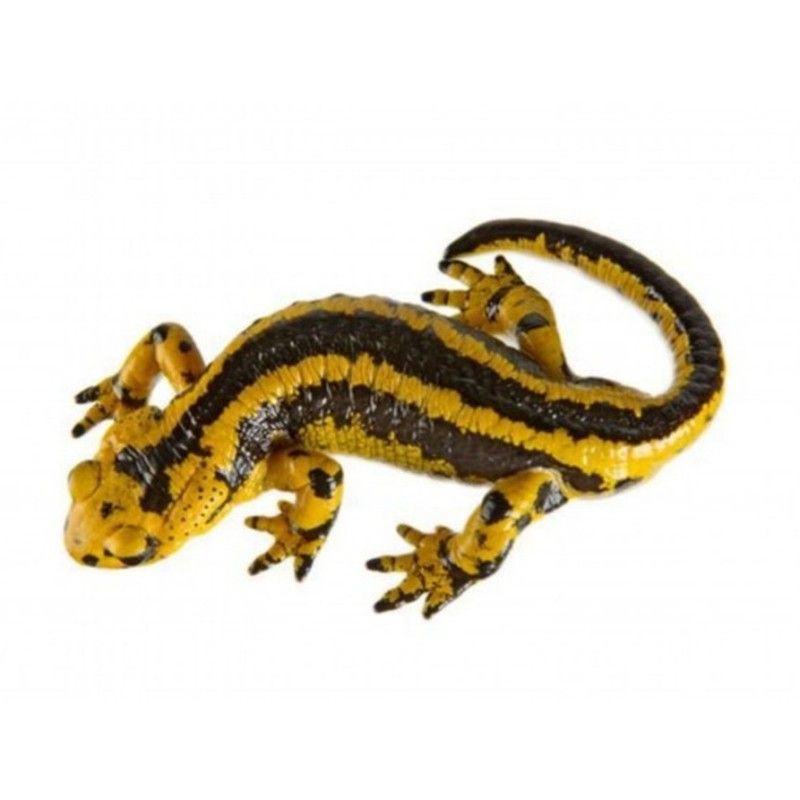 火龍魚會冬眠嗎視頻