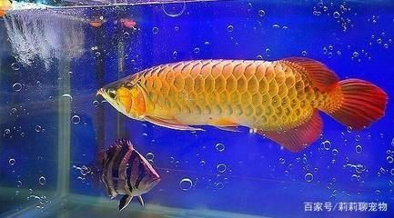 龍魚腸炎怎么治療最有效的方法:龍魚腸炎是一種常見的疾病,其治療方法根據引起腸炎的原因有所不同 龍魚百科 第4張 龍魚腸炎怎么治療最有效的方法:龍魚腸炎是一種常見的疾病,其治療方法根據引起腸炎的原因有所不同 龍魚腸炎怎么治療最有效的方法:龍魚腸炎是一種常見的疾病,其治療方法根據引起腸炎的原因有所不同 龍魚百科 第4張