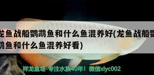 龍魚戰(zhàn)船鸚鵡魚和什么魚混養(yǎng)好：龍魚戰(zhàn)船鸚鵡魚的混養(yǎng)
