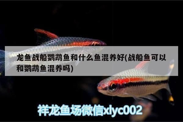 龍魚戰(zhàn)船鸚鵡魚和什么魚混養(yǎng)好：龍魚戰(zhàn)船鸚鵡魚的混養(yǎng)