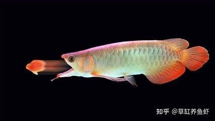 龍魚戰船鸚鵡魚和什么魚混養好：龍魚戰船鸚鵡魚的混養