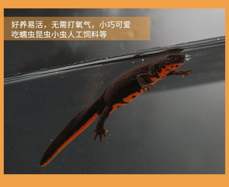 養六角龍魚水淺好還是水深好（六角龍魚適合淺水養殖嗎？）