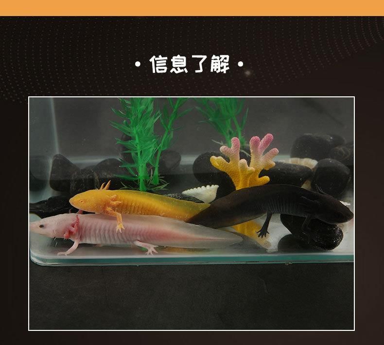 養六角龍魚水淺好還是水深好（六角龍魚適合淺水養殖嗎？）