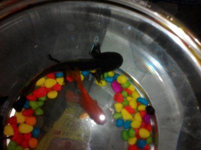 養六角龍魚水淺好還是水深好（六角龍魚適合淺水養殖嗎？）
