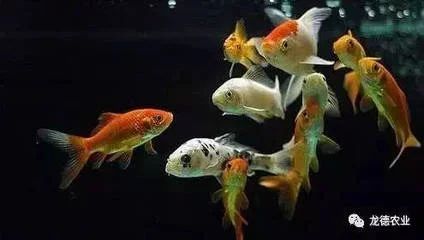 龍魚多大可以喂活食了：龍魚多大可以喂活食
