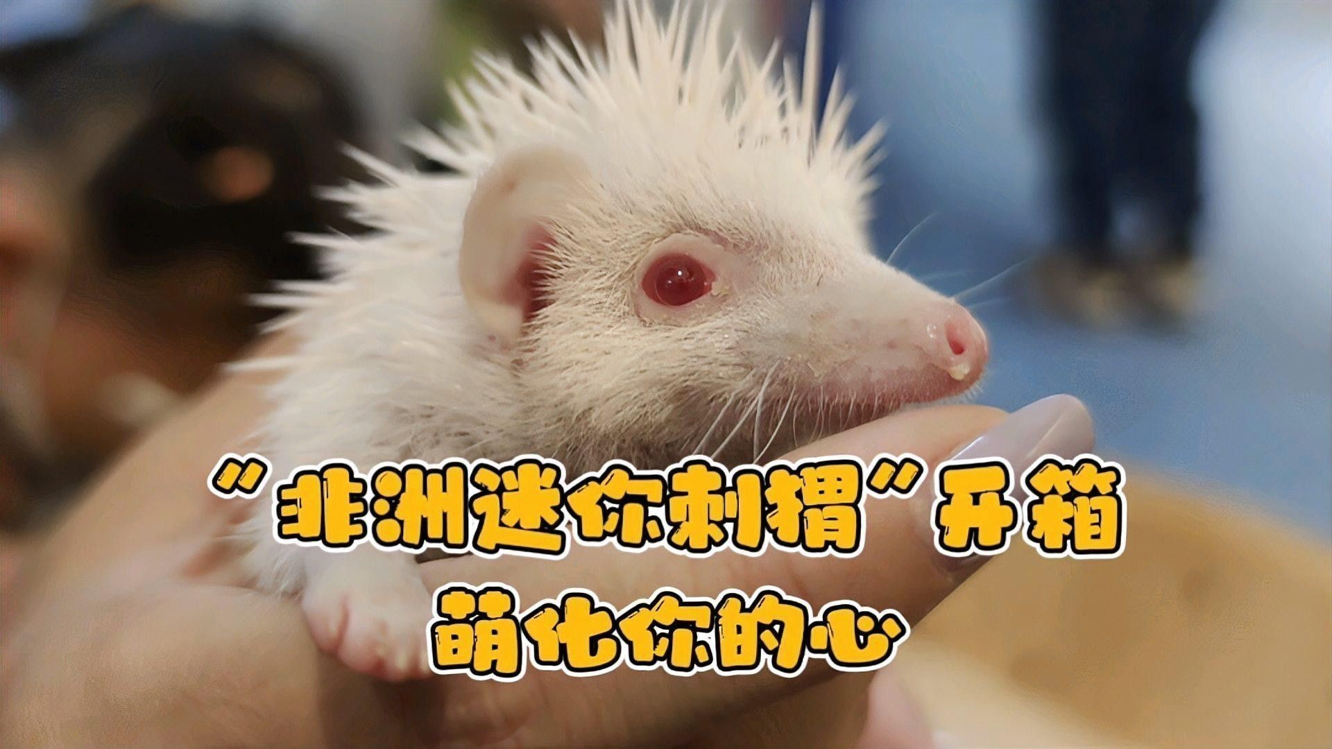 有哪些小型替代寵物？