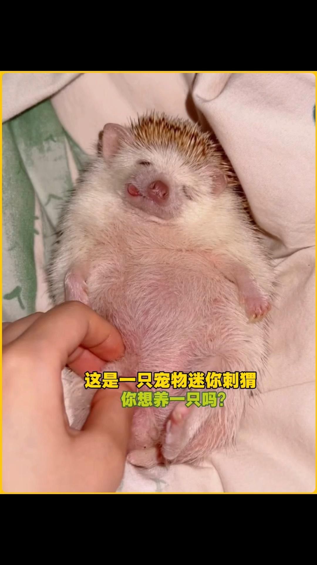 有哪些小型替代寵物？