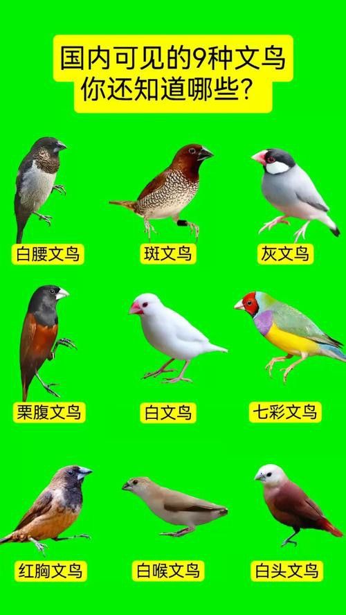 有哪些小型替代寵物？