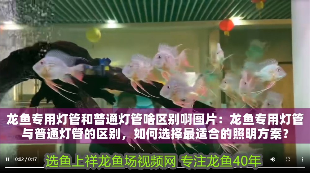 龍魚專用燈管和普通燈管啥區別啊圖片：龍魚專用燈管與普通燈管的區別，如何選擇最適合的照明方案？