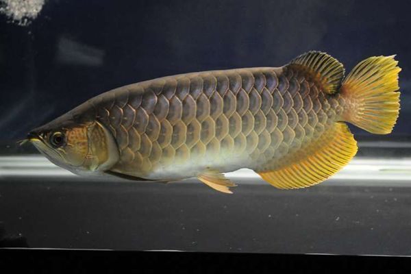 金龍魚疾病：金龍魚常見疾病及其成因