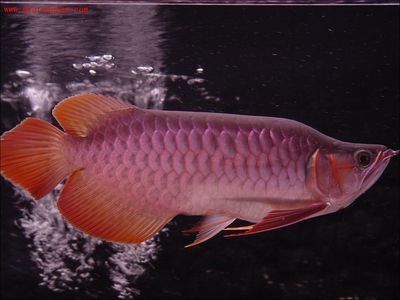 龍魚突然死了是什么原因造成的：龍魚的突然死了是為什么原因造成的