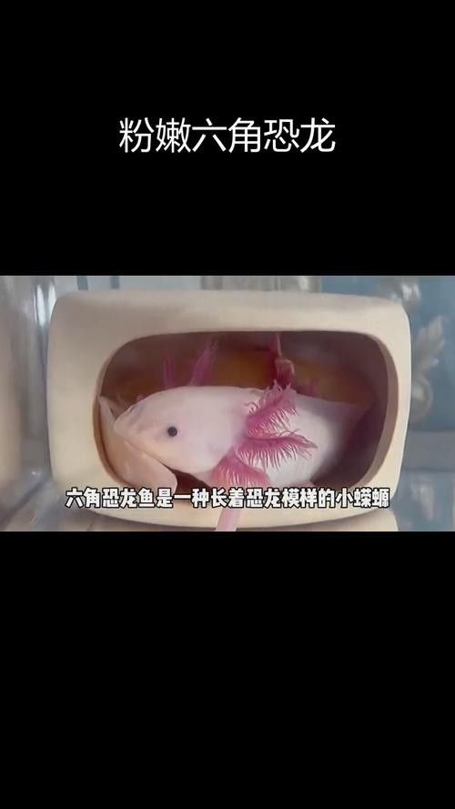 粉包奶黃型六角恐龍魚的特點是什么？