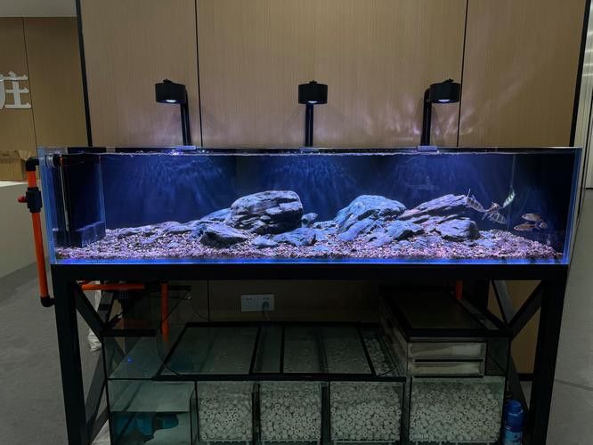 淡水海龍魚好養嗎怎么養