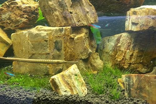 淡水海龍魚好養嗎怎么養