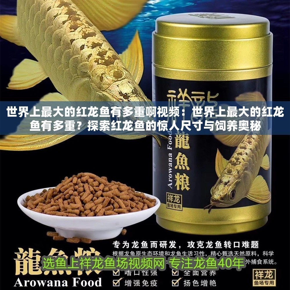 世界上最大的紅龍魚有多重啊視頻：世界上最大的紅龍魚有多重？探索紅龍魚的驚人尺寸與飼養(yǎng)奧秘