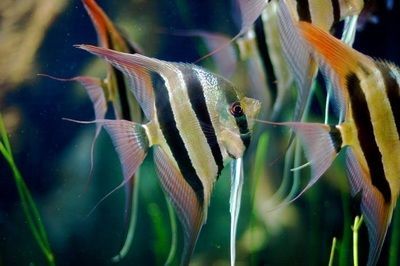 世界上最大的紅龍魚有多重啊視頻：世界上最大的紅龍魚有多重？探索紅龍魚的驚人尺寸與飼養(yǎng)奧秘