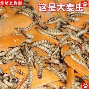 金龍魚刺多么：金龍魚的刺多少