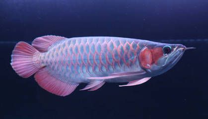 養(yǎng)紅龍魚水質(zhì)要求：養(yǎng)紅龍魚的注意事項(xiàng)