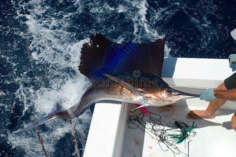 養(yǎng)紅龍魚水質(zhì)要求：養(yǎng)紅龍魚的注意事項(xiàng)
