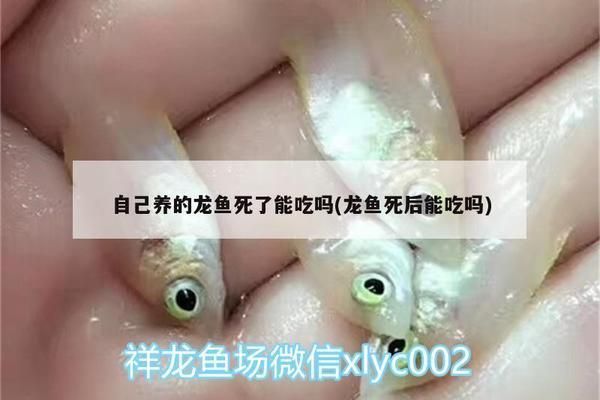 龍魚能吃死魚嗎有毒嗎：“龍魚能吃死魚嗎有毒嗎”關(guān)于龍魚的飼養(yǎng)內(nèi)容以供參考